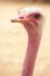 female ostrich