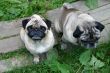 Family pugs