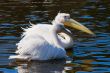 Pelican