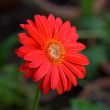 Red flower