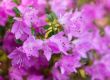 purple azalea