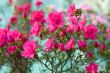 pink azalea