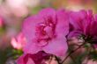 pink spring