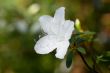 white azalea