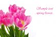 pink tulips on a white background with place for text