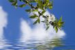 Tree branch with cherry flowers over blue sky background.
