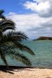 Palm on beach