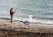 Fisherman and seagull
