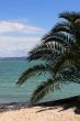 Palm on beach
