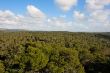 Pine forest stretches to horizon