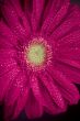 pink gerbera