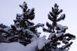 Pines covered with snow