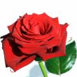 Red Rose