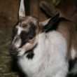 Young Goat