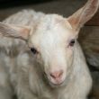 Young Goat