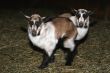 Young Goat