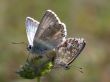 Butterfly - Lysandra coridon