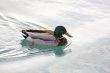 Swimming Duck