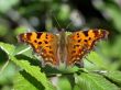 Butterfly - polygonium c-album