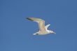 Flying gull