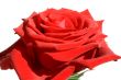 Red Rose