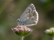Butterfly - Lysandra Coridon
