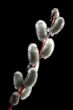 Willow Twig