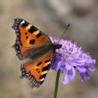 Butterfly - aglais urticae