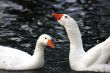 White Goose