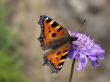 Butterfly - aglais urticae