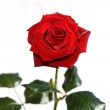 Red Rose