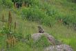 Young Marmot