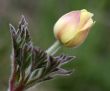 Closed Anemone