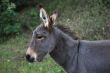 Young Donkey