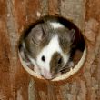 Portrait of a mouse