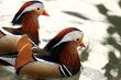 Two Mandarin Ducks