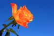 Orange Rose