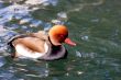 Swimming Duck
