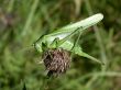 Grashopper