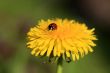 Ladybug on a Yellow Flower