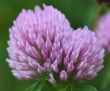 Red Clover