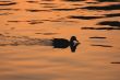 Swimming Duck