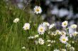 Marguerite Flowers