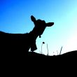 Silhouette of a Goat