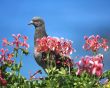 Pigeon in front of a blue sky