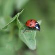 Ladybug on a leaf