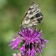 Butterfly on a green background