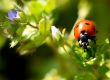 Ladybug on a plant