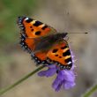 Butterfly - aglais urticae