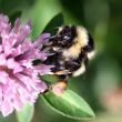 Bumblebee sucking nectar on a red clover
